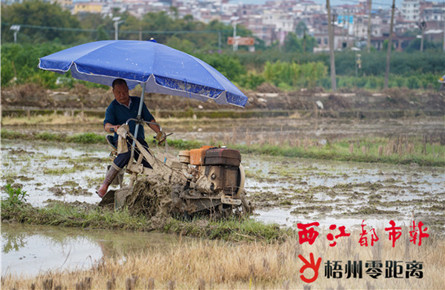 田間地頭備耕忙