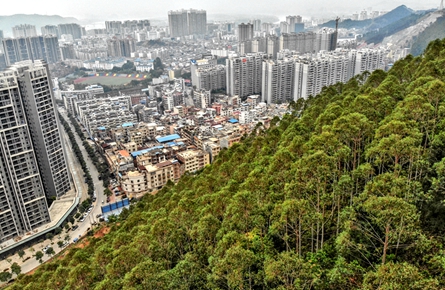 植被覆蓋獅臥山