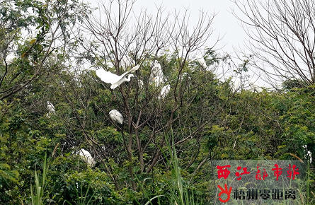 良好生態(tài)環(huán)境吸引白鷺棲息