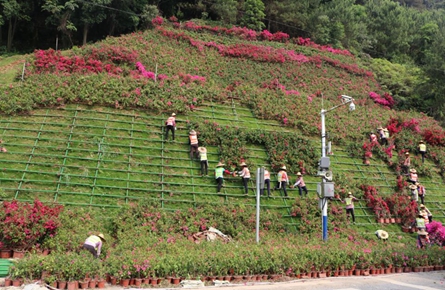 西江大橋橋頭邊坡增種寶巾花