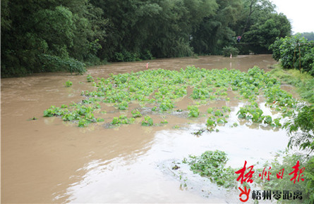 強降雨致農(nóng)田受淹 