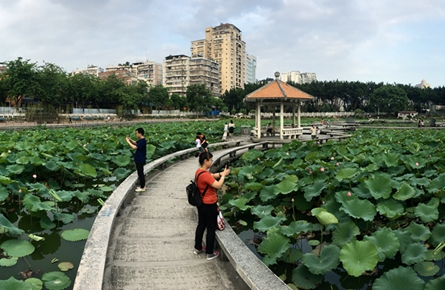 碧葉紅花引人來