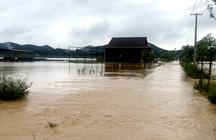 萬秀區(qū)夏郢鎮(zhèn)11個村水田受淹