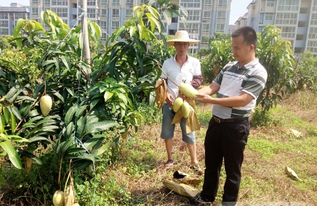 百畝芒果采收忙?