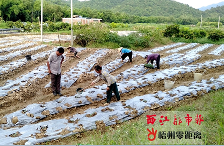 撂荒的耕地“活”了