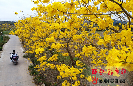 風鈴花搖春來到