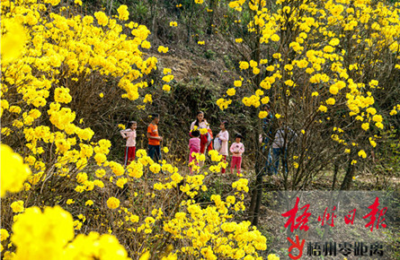 春暖花開(kāi) 醉美梧州