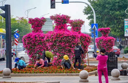 市區(qū)道路新增花瓶造型寶巾花