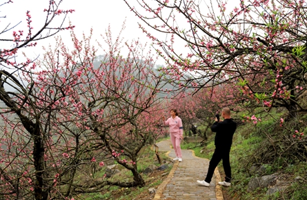 桃花盛開春意濃