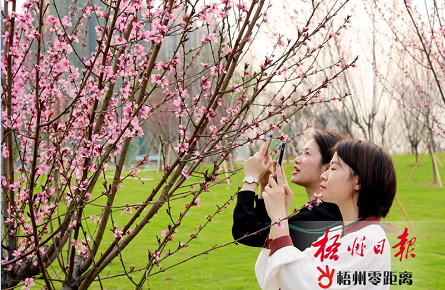 蒼海公園桃花島桃花盛放