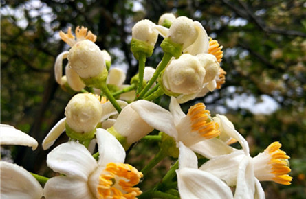 柚子花開(kāi)香滿園 