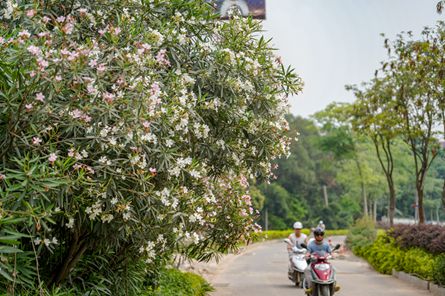 主干道上花常開(kāi)