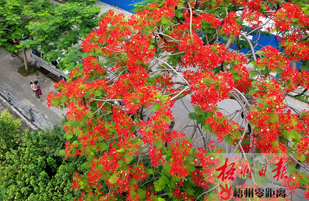 鳳凰花開