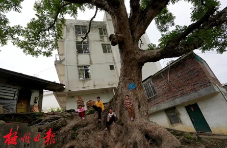 梧州這棵樹(shù)齡300多年的香椿古樹(shù)，陪伴著一代又一代人的成長(zhǎng)