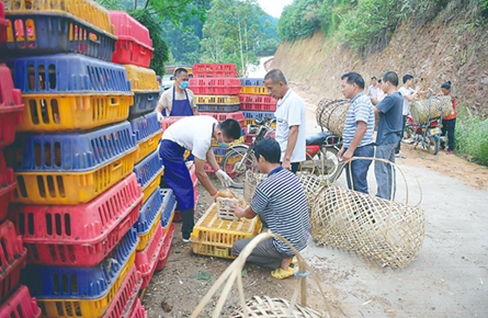 藤縣向建檔立卡貧困戶(hù)免費(fèi)發(fā)放雞苗