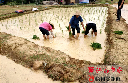 又到夏種農(nóng)忙時