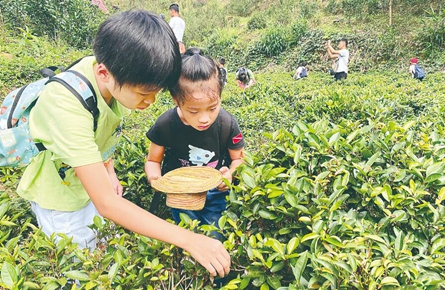 切身體會六堡茶文化