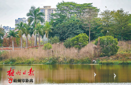 湖面白鷺飛