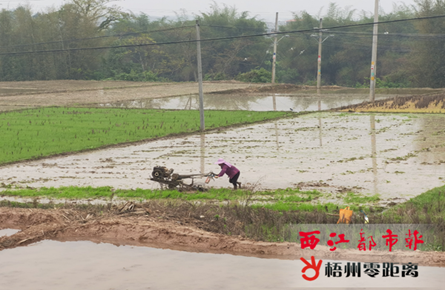 “鐵牛”平整田地