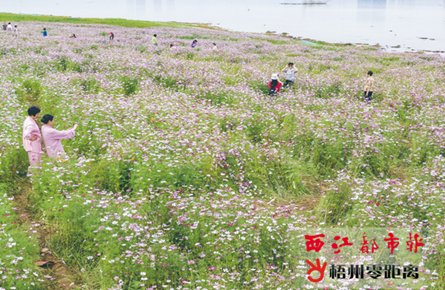 賞花看景正當時