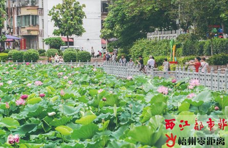 潘塘公園 荷花盛開