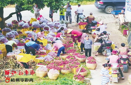 荔枝豐產(chǎn)豐收