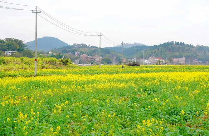 油菜花盛放