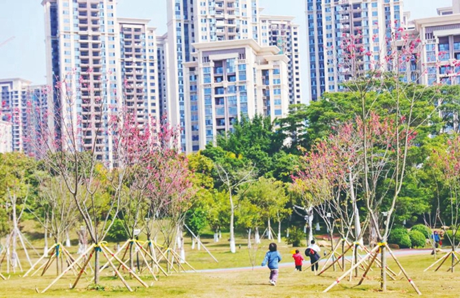 蒼海公園櫻花盛開