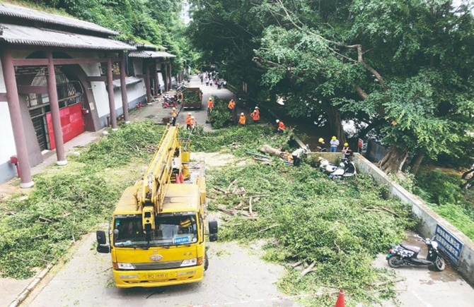 緊急處理折斷樹枝