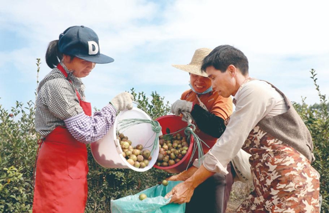 采收油茶