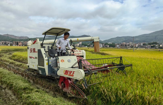 梧州市晚稻種植面積、單產(chǎn)比往年有所提高