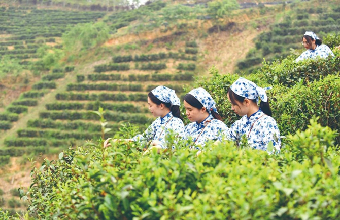 社茶開采