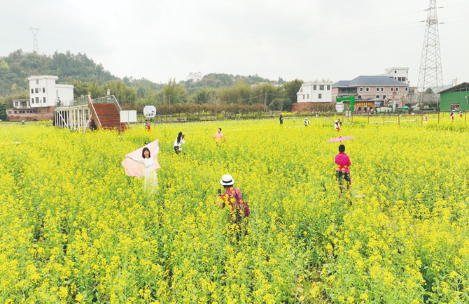 油菜花開迎游人