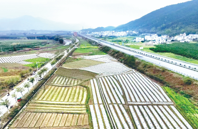 文圩鎮(zhèn)搶種姜芽促“三產(chǎn)”豐收