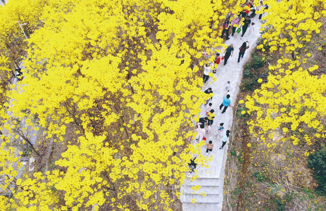 黃花染山頭