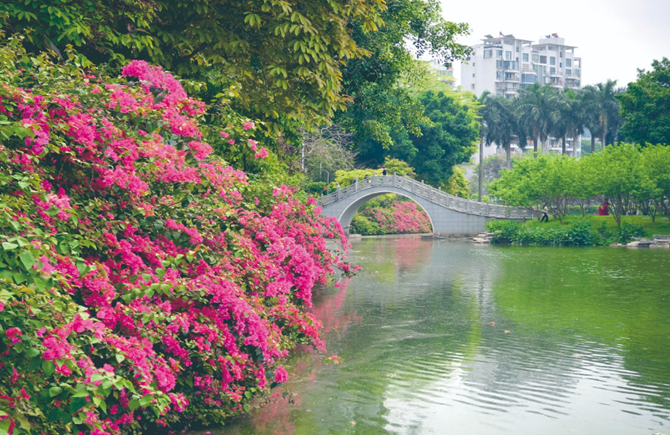 寶巾花盛開