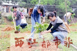 參加環(huán)保直通車活動(dòng)的梧州日報(bào)社黨員志愿者，在長洲區(qū)倒水村進(jìn)行義務(wù)植樹。本報(bào)記者 何鎏/攝